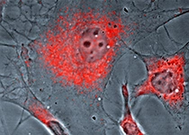 Bioassay-Methoden