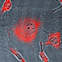 Bioassay Methoden cell-based assays immune cytochemistry