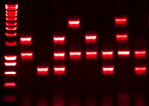 PCR- und Primer-Design