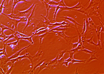 iPSC Basiskurs
