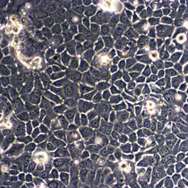 Keratinocyten in 2D Zellkultur