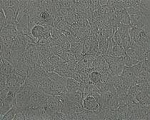 K41 Zellen
