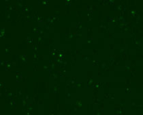 July GFP bright field merge image