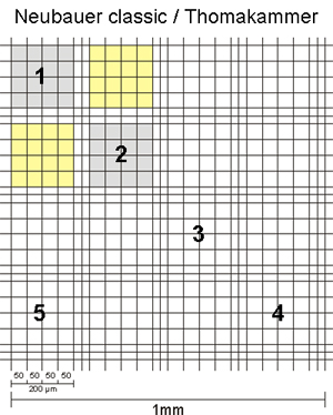 Neubauerkammer classic Mittelquadrat