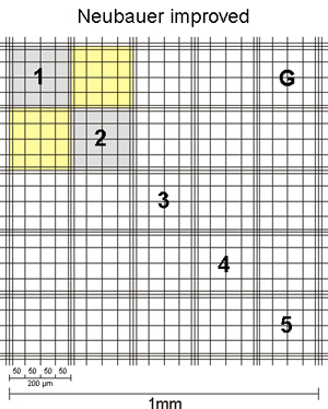 Neubauerkammer improved Mittelquadrat