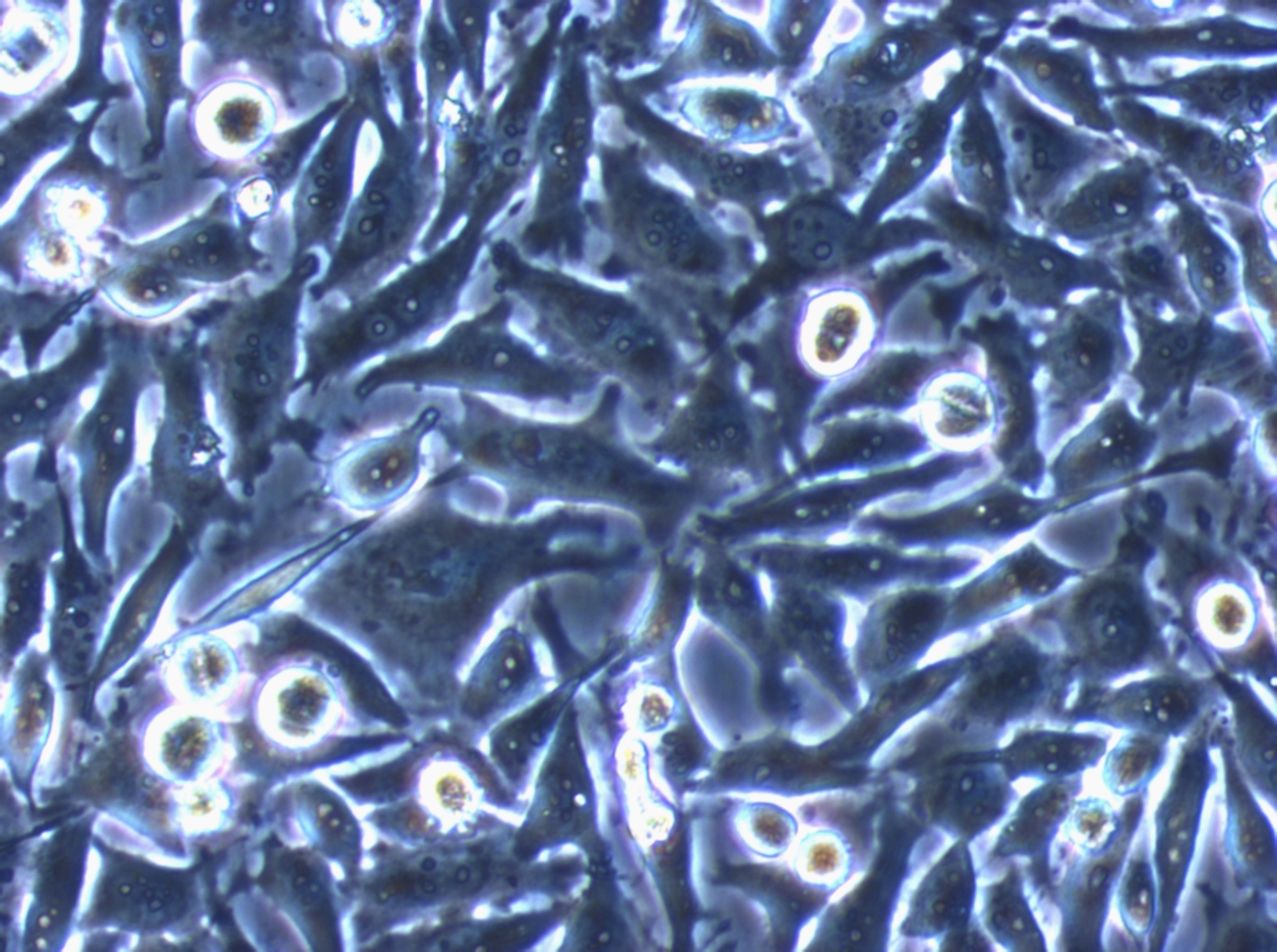 HeLa Zellen im Phasenkontrast